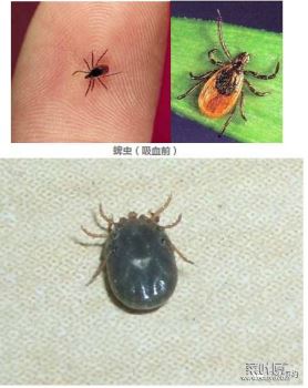 蜱虫生命力强吗 仓鼠生命力强吗