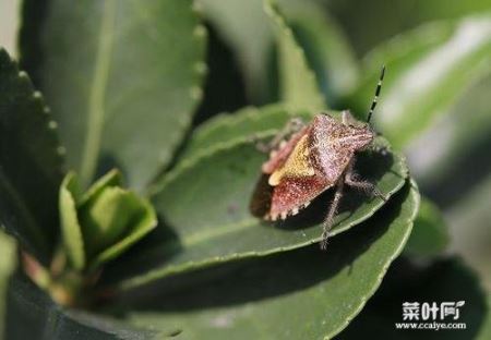 蜱虫生命力强吗 仓鼠生命力强吗