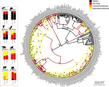 研究结果表明从独居到群居的进化通常是从结对生活开始的