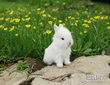 兔子最爱吃的十种食物 小兔子能吃蔬菜名单