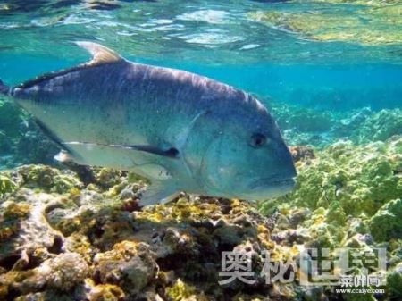 夏威夷帕帕哈瑙莫夸基亚国家海洋保护区