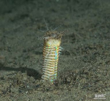 博比特虫（Bobbit worm）