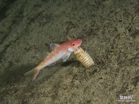 博比特虫（Bobbit worm）