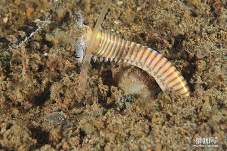 博比特虫（Bobbit worm）