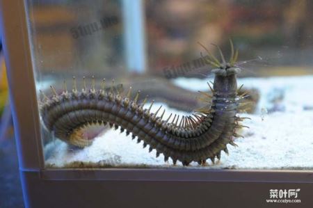 博比特虫（Bobbit worm）