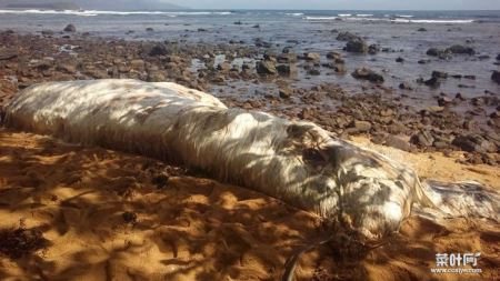 菲律宾海滩上的神秘毛怪 迪纳加特群岛发现不明海洋生物尸体