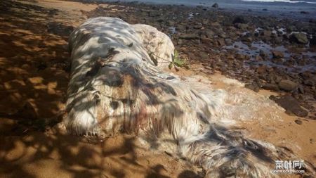 菲律宾海滩上的神秘毛怪 迪纳加特群岛发现不明海洋生物尸体