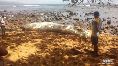 菲律宾海滩上的神秘毛怪 迪纳加特群岛发现不明海洋生物尸体