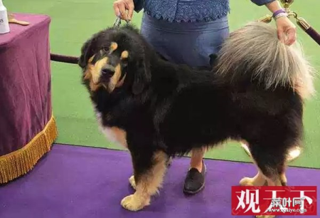 世界十大最优秀的护卫犬 德国牧羊犬仅第七,藏獒上榜