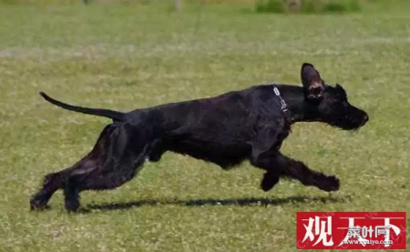 世界十大最优秀的护卫犬 德国牧羊犬仅第七,藏獒上榜