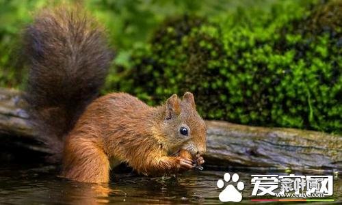 诱捕松鼠的最好食物是啥 食物语松鼠鳜鱼膳具