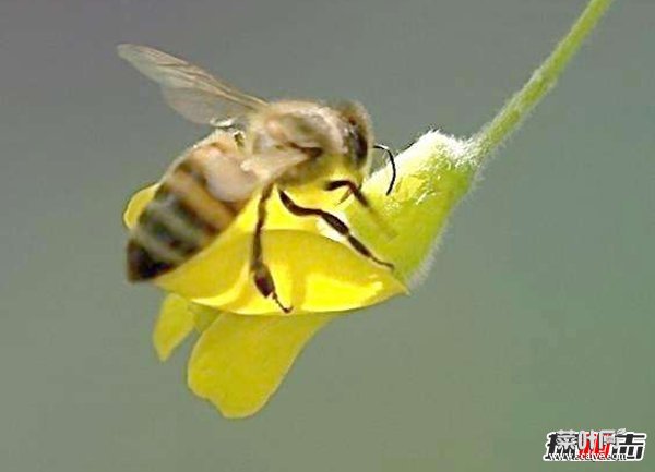 蜜蜂来家里是福还是祸?解析蜜蜂有趣的十大现象