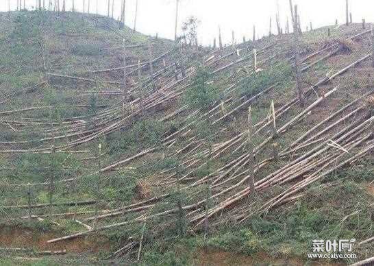 诡秘的贵阳空中怪车事件，400亩松树林被不明飞行物拦腰砍断