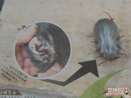 家里蜱虫最快处理方法 家里发现蜱虫如何办