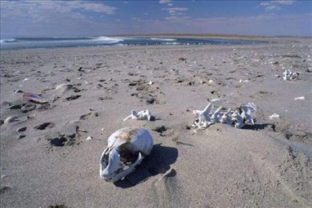 地球上最恐怖的沙滩，纳米比亚骷髅海岸