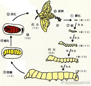 蚕一二三四五龄图片 三龄蚕