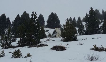 西班牙滑雪圣地出现疑似UFO“喜马拉雅山雪人”（Yeti） 迅速穿过树林