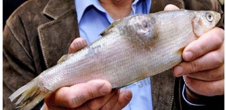 太平洋海鲜遍布肿瘤（fukushima fish）