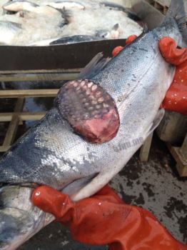 太平洋海鲜遍布肿瘤（fukushima fish）