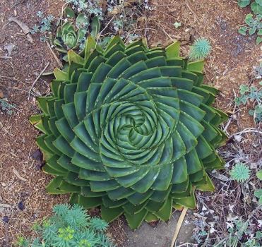 多叶芦荟(Aloe Polyphylla, 又称螺旋芦荟)