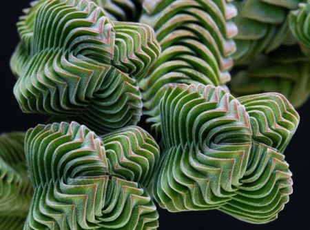 方塔(Crassula Buddha's Temple Plant)