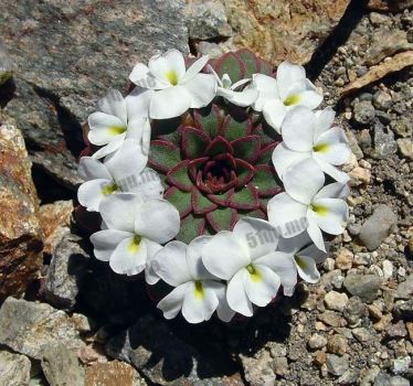 球囊堇菜(Viola Sacculus)