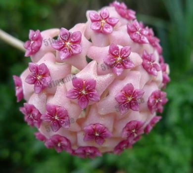 Hoya Aldrichii