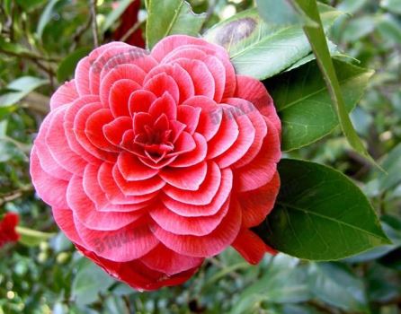 山茶花(Camelia)