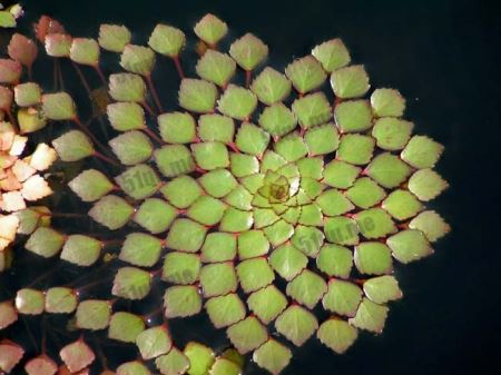 菱叶丁香蓼(Ludwigia Sedioides)