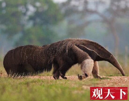 巨型食蚁兽伤人致死事件，食蚁兽杀死两位猎人(伤害爆表)