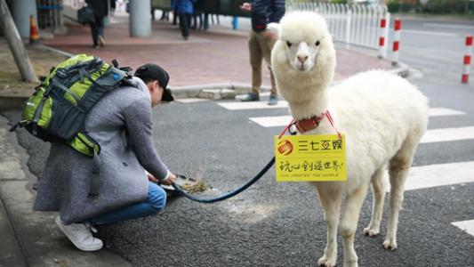 羊驼能不能骑 羊驼小孩可以骑么