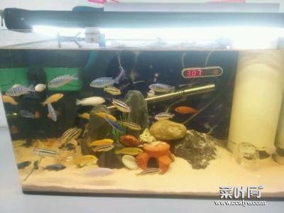 60缸能养多少条三湖杂鲷 38的成品缸能养多少杂鲷