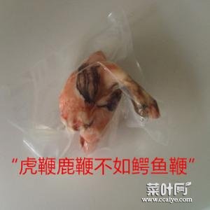 鳄鱼鞭持久 鳄鱼的鞭图片