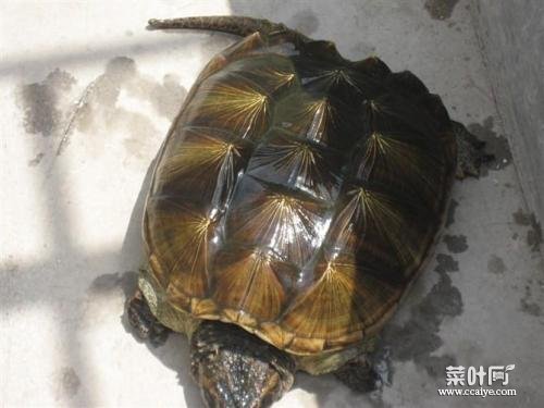 鳄鱼鞭壮阳吗 延时喷剂害死人啊