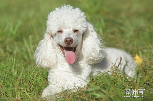 贵宾犬散养行吗 贵宾犬图片