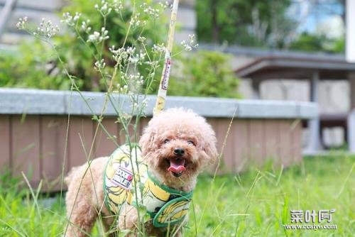 贵宾犬散养行吗 贵宾犬图片