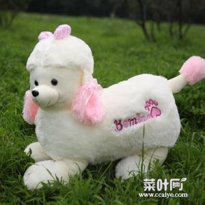 贵宾犬散养行吗 贵宾犬图片