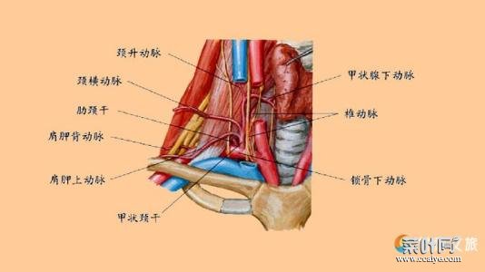 感觉全身血管在跳动如何回事 全身感觉冷如何回事