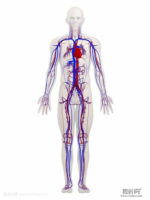 全身血管图 全身主要静脉血管图