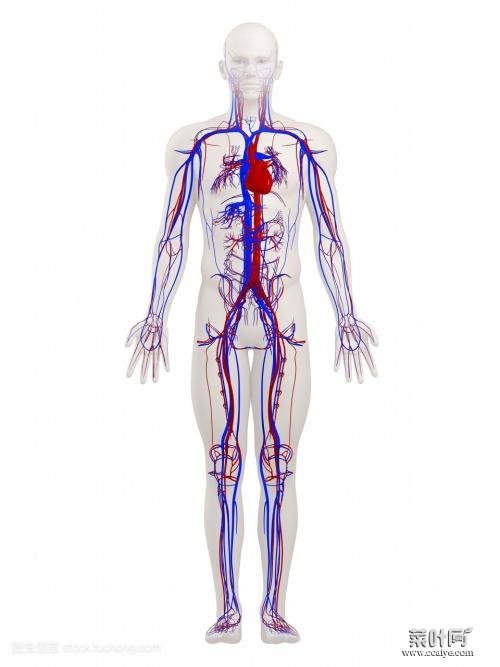 全身血管图 全身主要静脉血管图