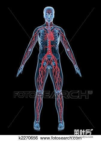 全身血管图 全身主要静脉血管图