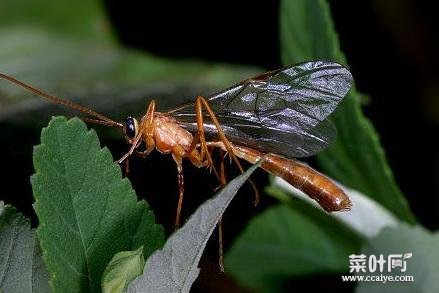 蜻蜓会不会有寄生虫 蜻蜓身上有寄生虫吗