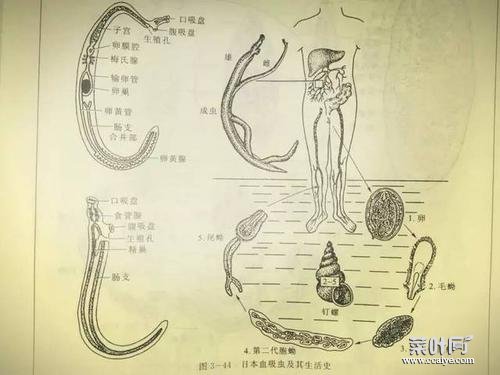 日本分体吸虫结构图 日本分体吸虫的发育需要中间宿主