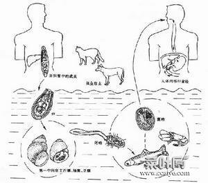 日本分体吸虫结构图 日本分体吸虫的发育需要中间宿主