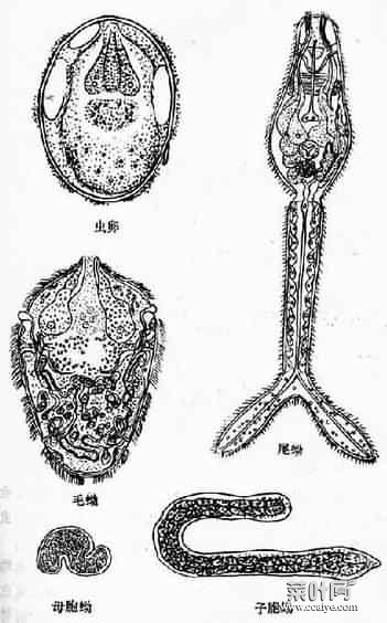 日本分体吸虫结构图 日本分体吸虫的发育需要中间宿主