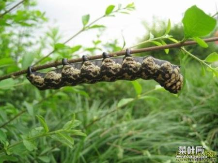 石碑虫子图片恶心 恶心密集虫子图片