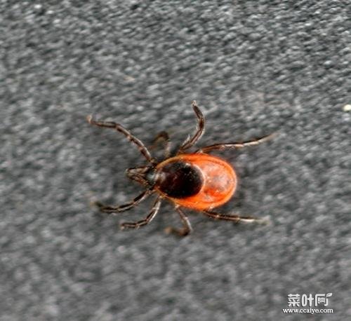 北方有蜱虫吗 室内如何杀死蜱虫