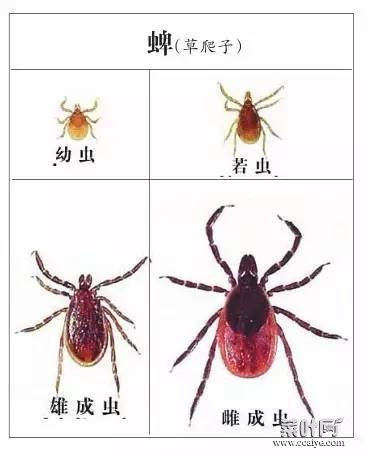 像蜱虫但小 特别小的红色虫子捏死全是血蜱虫