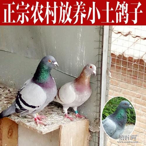 鸽子窝太脏了有小鸽子能换吗 鸽子换窝视频