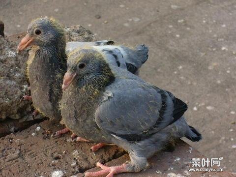 鸽子窝太脏了有小鸽子能换吗 鸽子换窝视频